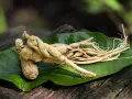 Racines de ginseng séchées sur une feuille verte, évoquant un ginseng effet immédiat pour la vitalité.