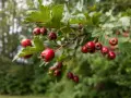Grappe de fruits rouges d'aubépine, connus pour leurs bienfaits pour la santé. Les baies sont mûres sur la branche feuillue.