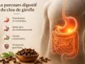 Le clou de girofle stimule la digestion, réduit les ballonnements et protège l'estomac. Illustration du système digestif humain.