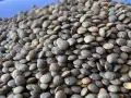 Un tas de lentilles vertes, prêtes à être cuisinées pour profiter de leurs nombreux bienfaits.