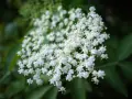 Gros plan sur des grappes de fleurs de sureau blanches et délicates, leurs petites étoiles jaunes au centre se détachant sur un fond vert sombre.