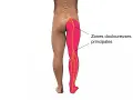 Schéma montrant les zones douloureuses principales dans la jambe et la cuisse, le long des nerfs sciatiques.