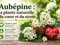 Aubépine : la plante naturelle du cœur et du stress. Ses bienfaits incluent le soutien cardiovasculaire, la réduction du stress et l'amélioration du sommeil.