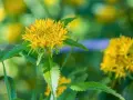 Fleur jaune de rhodiola, aux feuilles dentelées. Attention, certaines espèces peuvent présenter un danger.