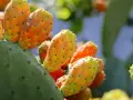 Poires de nopal mûres, aux couleurs vives, prêtes à révéler leurs bienfaits.