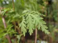 Feuilles découpées d'Artemisia annua, plante aux nombreux bienfaits.