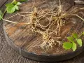 Racines de valériane sur une planche en bois. Attention, certaines espèces peuvent présenter un danger.