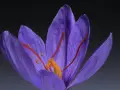 Gros plan sur un crocus violet, ses stigmates orangés rappelant les safran effets secondaires.