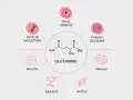 Schéma illustrant les multiples bienfaits de la glutamine : source d'énergie, protection cellulaire, soutien intestinal, immunitaire, musculaire et cérébral.
