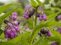 Fleurs de consoude violettes pendantes, aux feuilles vertes velues. La consoude est connue pour ses nombreux bienfaits.