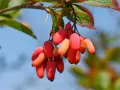 Grappe de baies rouges et orangées, rappelant les bienfaits de la berbérine.