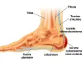 Anatomie du pied montrant le tendon d'Achille, le calcanéum et le fascia plantaire. Un remède de grand-mère pour la tendinite du tendon d'Achille pourrait soulager ces zones.