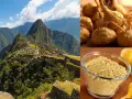 Machu Picchu, berceau du maca, une plante aux racines nutritives et à la poudre dorée, symbole de force andine.