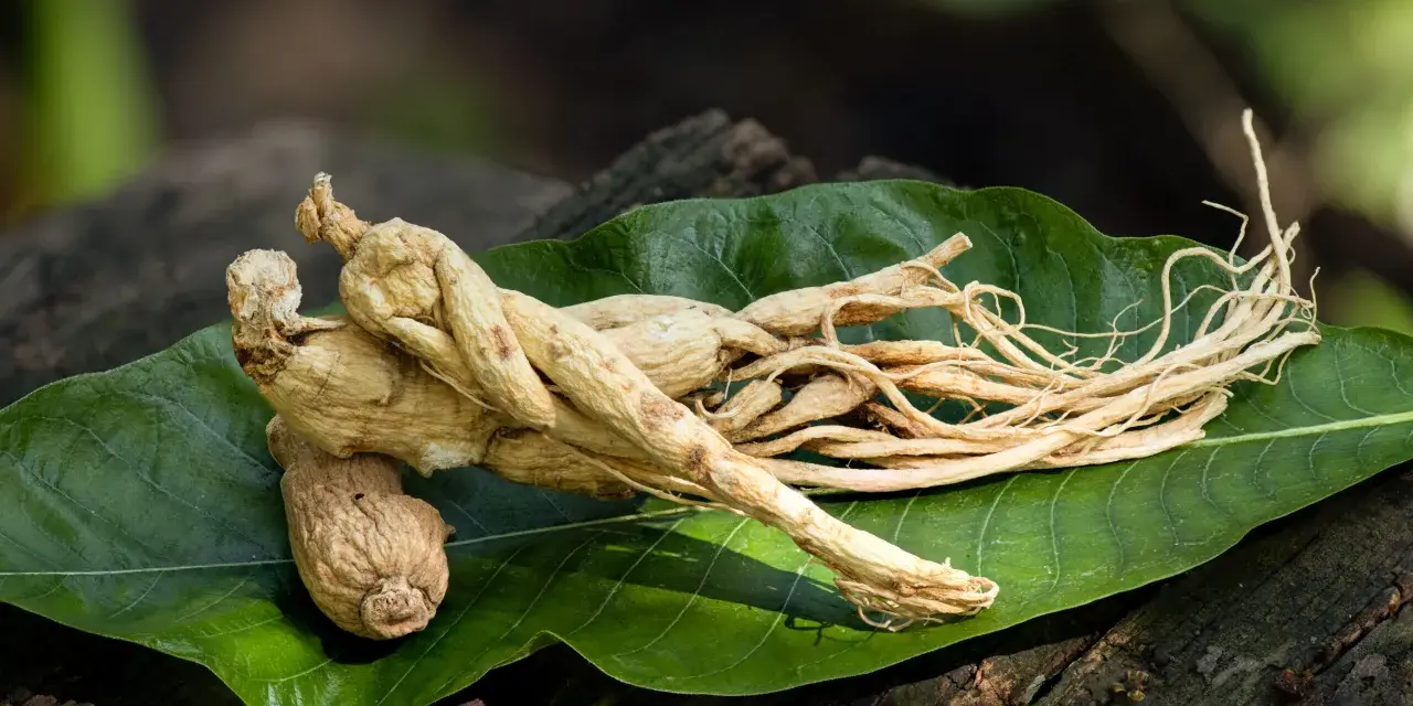 Racines de ginseng séchées sur une feuille verte, évoquant un ginseng effet immédiat pour la vitalité.