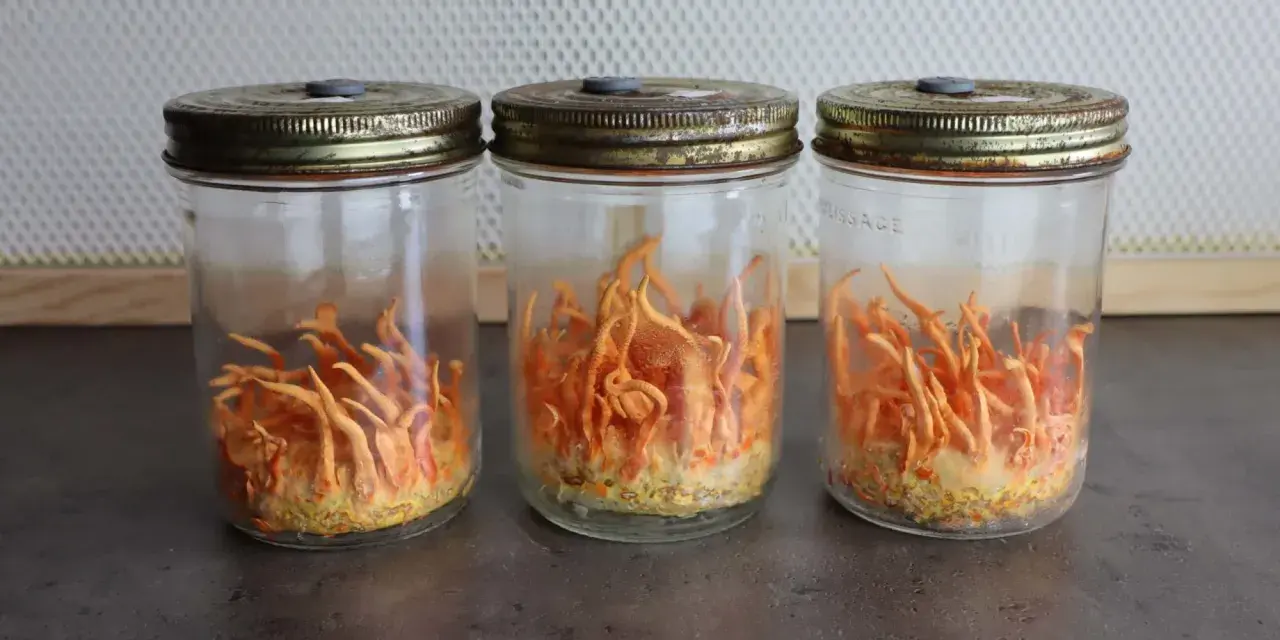 Trois bocaux en verre contiennent des cordyceps orange vif, prêts à révéler leurs bienfaits.