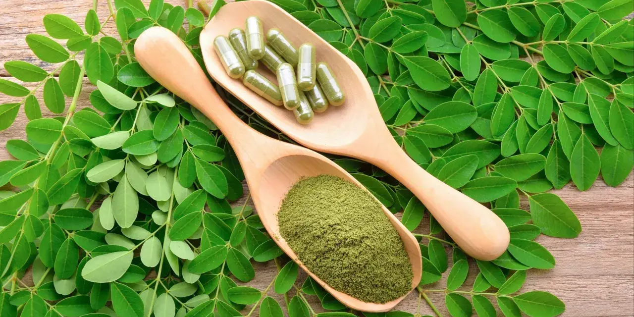 Feuilles de moringa, poudre et gélules sur cuillères en bois. Attention au danger du moringa, une consommation excessive peut être nocive.