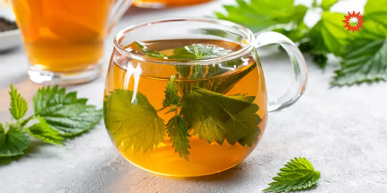 Une tasse de tisane d'ortie, aux feuilles vertes infusées dans un liquide ambré. Attention, la tisane ortie danger peut survenir si mal préparée.