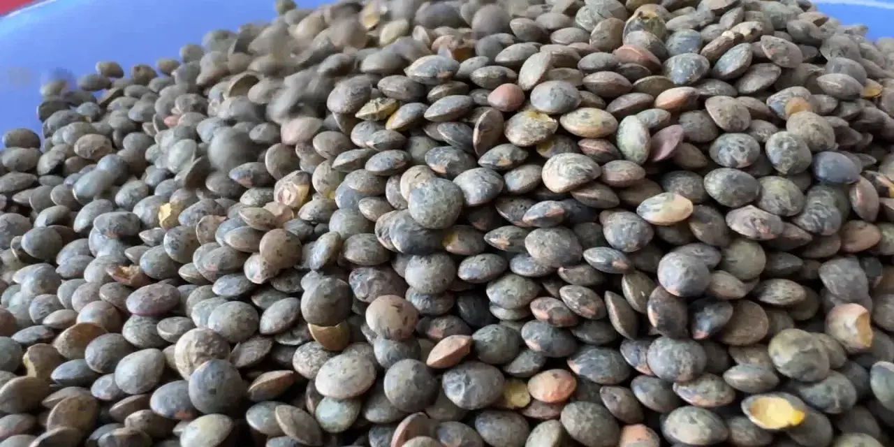 Un tas de lentilles vertes, prêtes à être cuisinées pour profiter de leurs nombreux bienfaits.