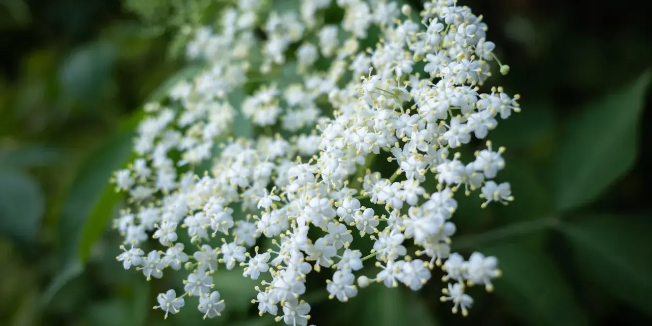 Gros plan sur des grappes de fleurs de sureau blanches et délicates, leurs petites étoiles jaunes au centre se détachant sur un fond vert sombre.