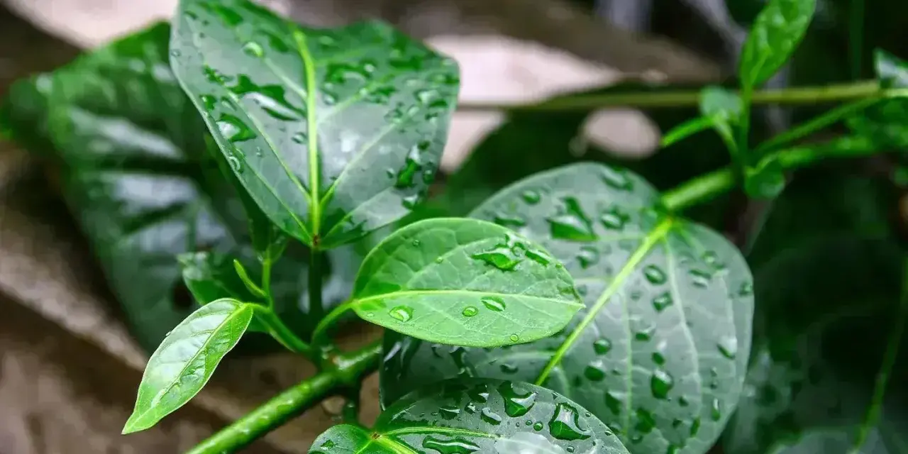 Feuilles vertes et humides de gymnema sylvestre, parsemées de gouttes de pluie.