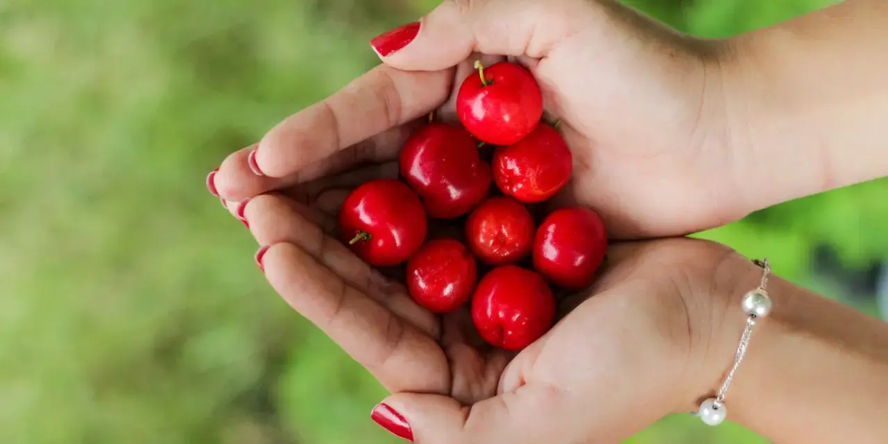 Mains tenant des cerises rouges vives, rappelant les nombreux acerola bienfaits pour la santé.