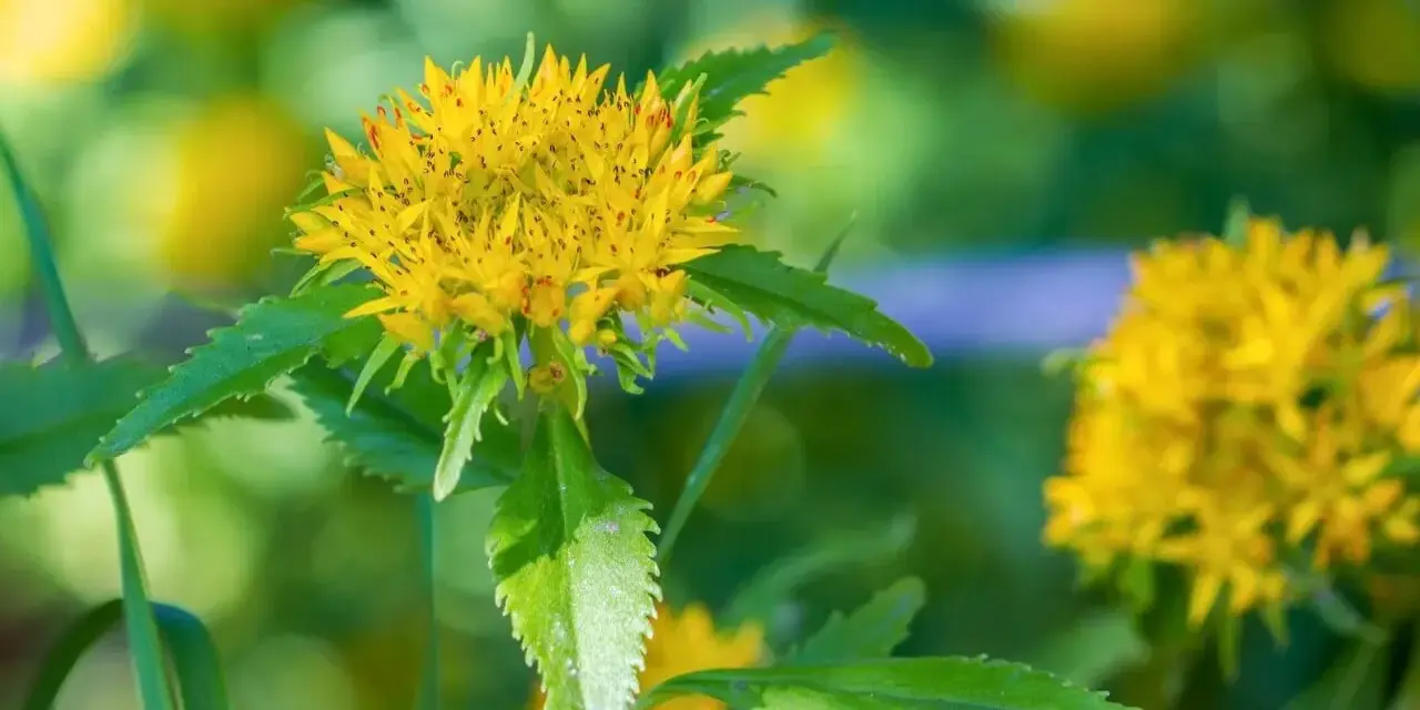 Fleur jaune de rhodiola, aux feuilles dentelées. Attention, certaines espèces peuvent présenter un danger.