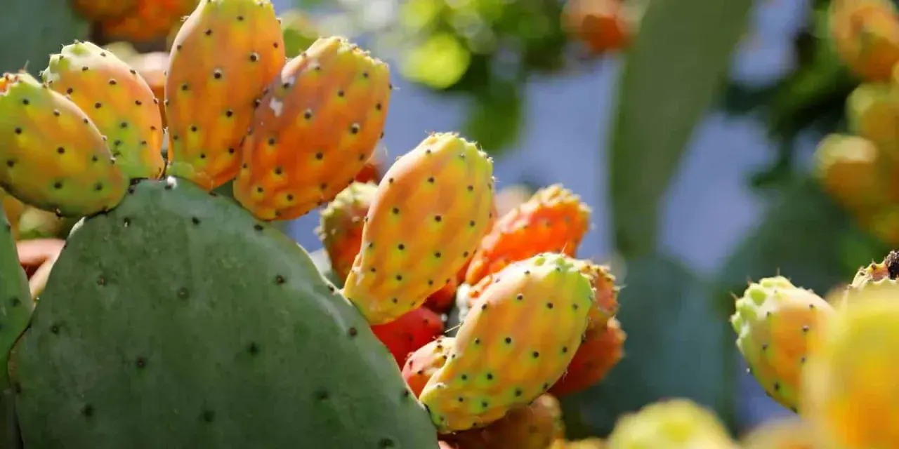 Poires de nopal mûres, aux couleurs vives, prêtes à révéler leurs bienfaits.