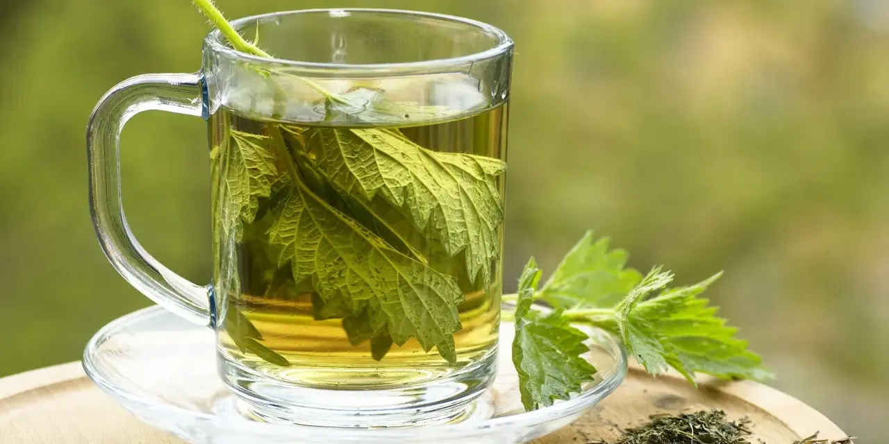Une tasse de tisane d'ortie, avec des feuilles fraîches et séchées. Peut-on boire de la tisane d'ortie le soir pour une détente naturelle ?