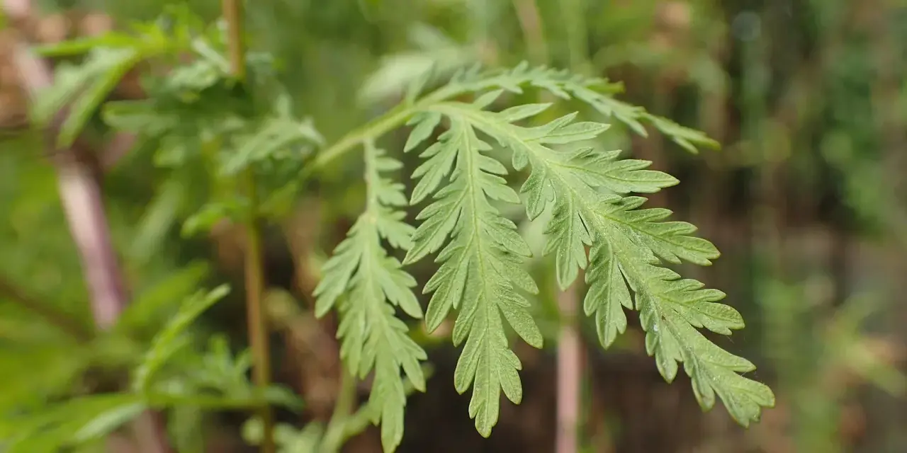 Feuilles découpées d'Artemisia annua, plante aux nombreux bienfaits.