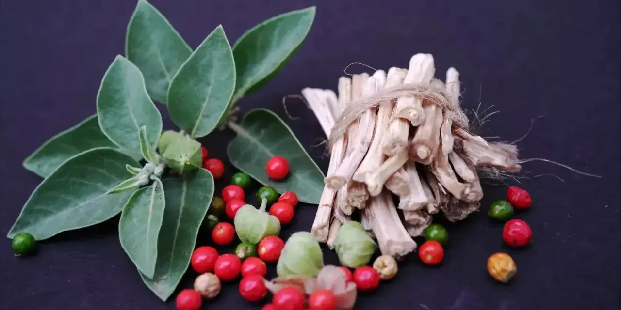Plante d'ashwagandha avec ses baies rouges et vertes, et des racines séchées. L'ashwagandha bienfaits homme pour la vitalité.