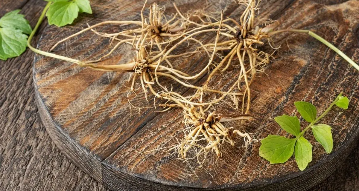 Racines de valériane sur une planche en bois. Attention, certaines espèces peuvent présenter un danger.