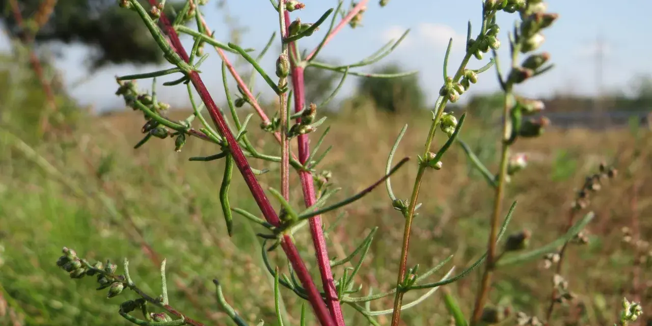 Plante d'armoise aux tiges rouges et fines feuilles vertes, évoquant ses nombreux bienfaits pour la santé.