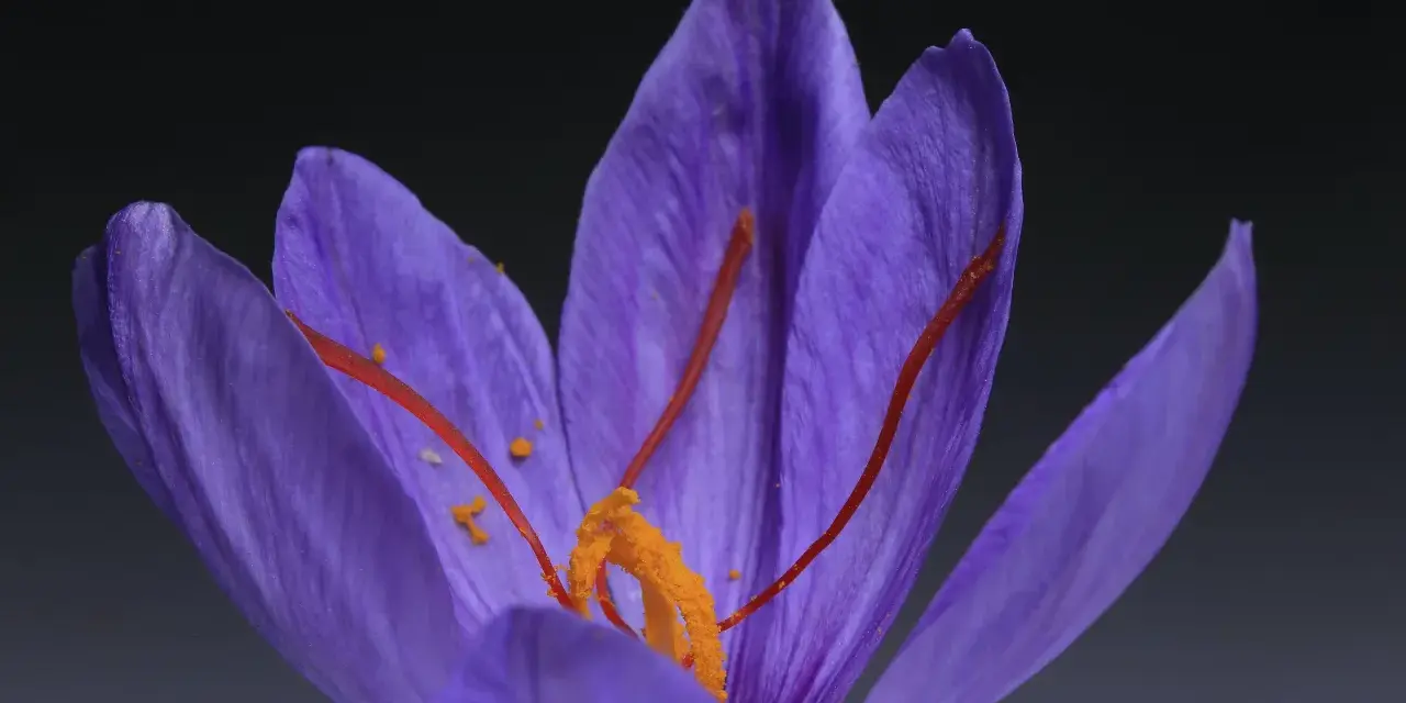Gros plan sur un crocus violet, ses stigmates orangés rappelant les safran effets secondaires.