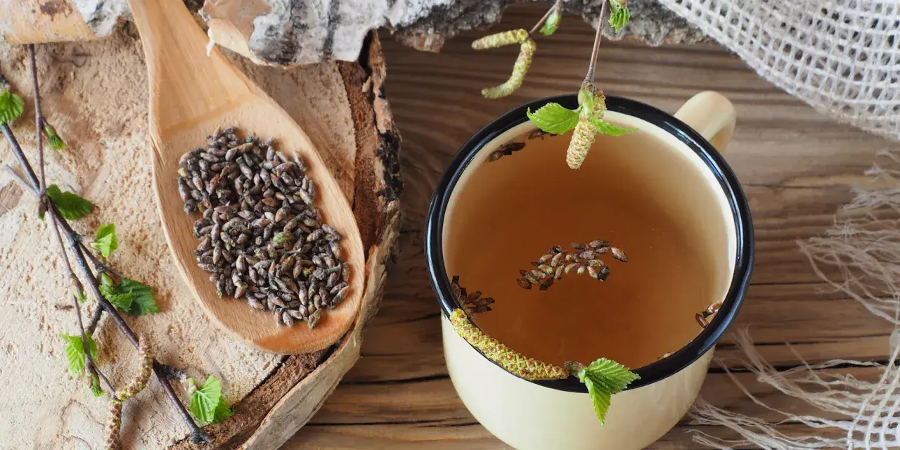 Infusion de bourgeons de bouleau, un remède naturel pour un vermifuge humain naturel.