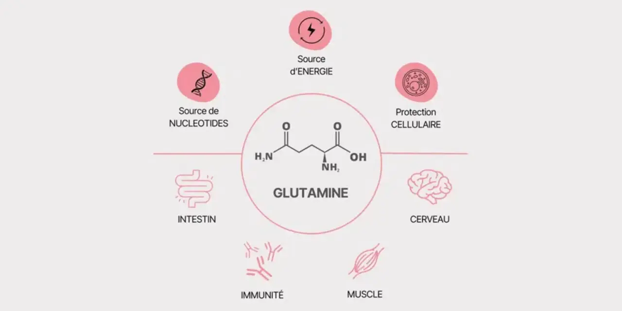Schéma illustrant les multiples bienfaits de la glutamine : source d'énergie, protection cellulaire, soutien intestinal, immunitaire, musculaire et cérébral.