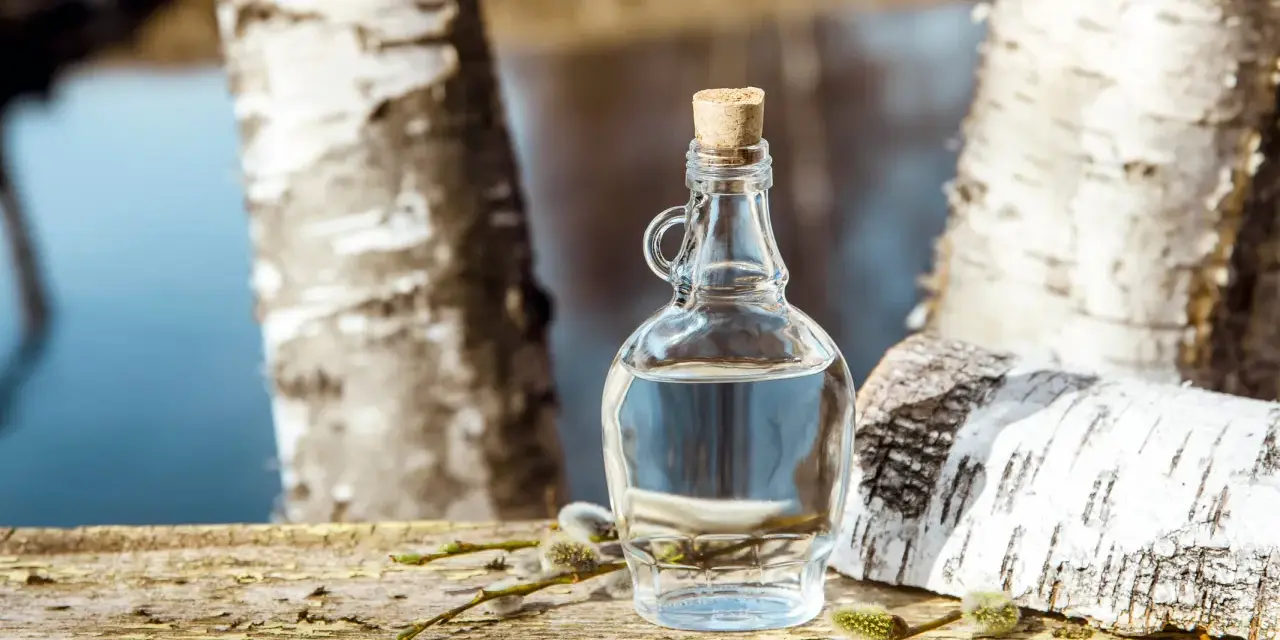Bouteille de sève de bouleau claire, bouchée, posée sur du bois vieilli, entourée de chatons. Attention, le danger sève de bouleau est réel si mal récoltée.