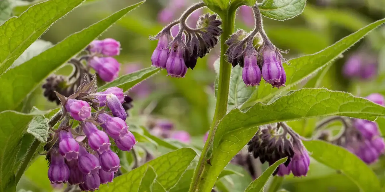 Fleurs de consoude violettes pendantes, aux feuilles vertes velues. La consoude est connue pour ses nombreux bienfaits.