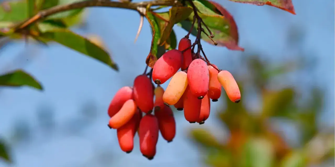 Grappe de baies rouges et orangées, rappelant les bienfaits de la berbérine.