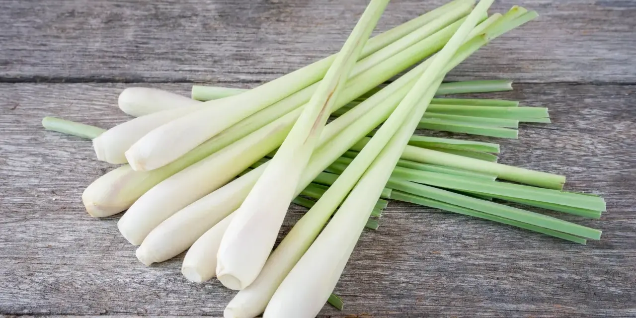 Un bouquet de tiges de citronnelle sur fond de bois vieilli. Découvrez les citronnelle bienfaits pour la santé et la cuisine.