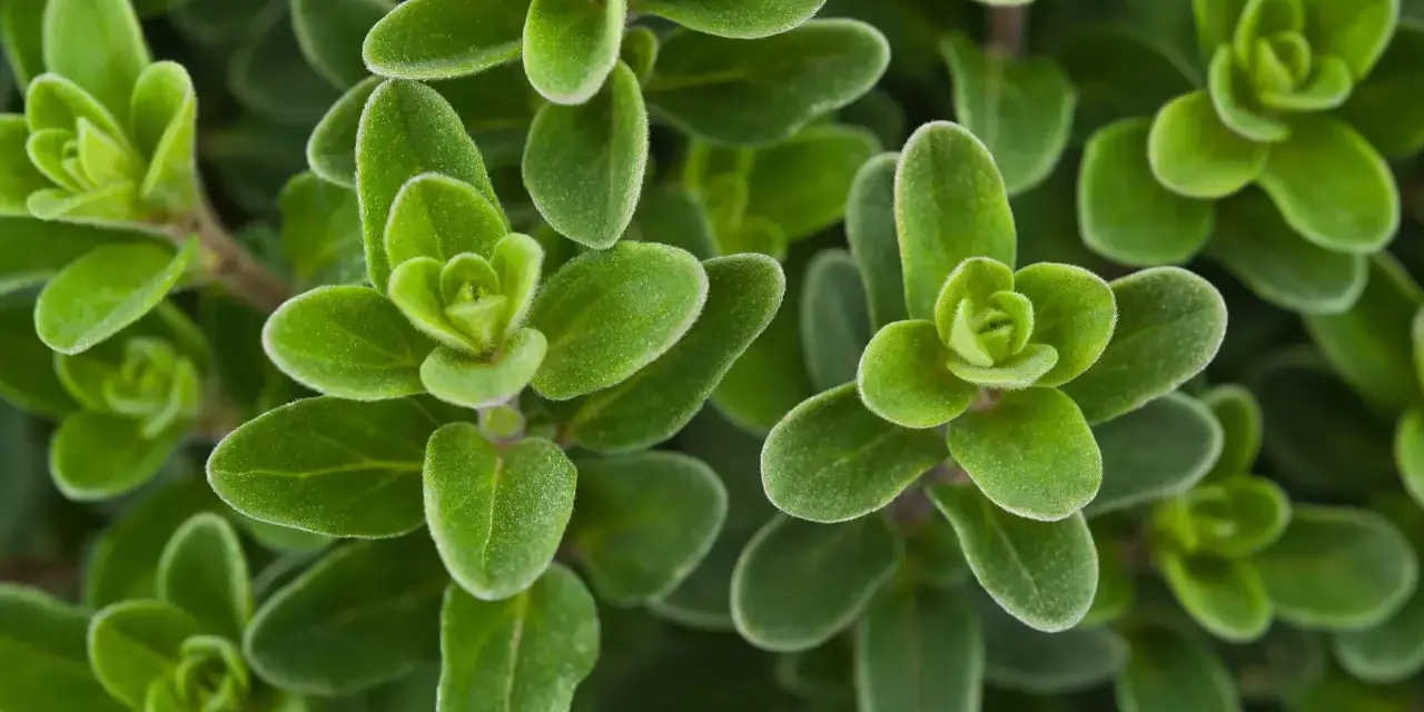 Gros plan sur des feuilles de marjolaine vertes et veloutées, évoquant ses nombreux bienfaits pour la santé et la cuisine.
