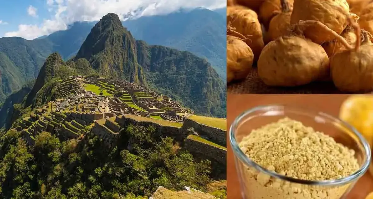 Machu Picchu, berceau du maca, une plante aux racines nutritives et à la poudre dorée, symbole de force andine.
