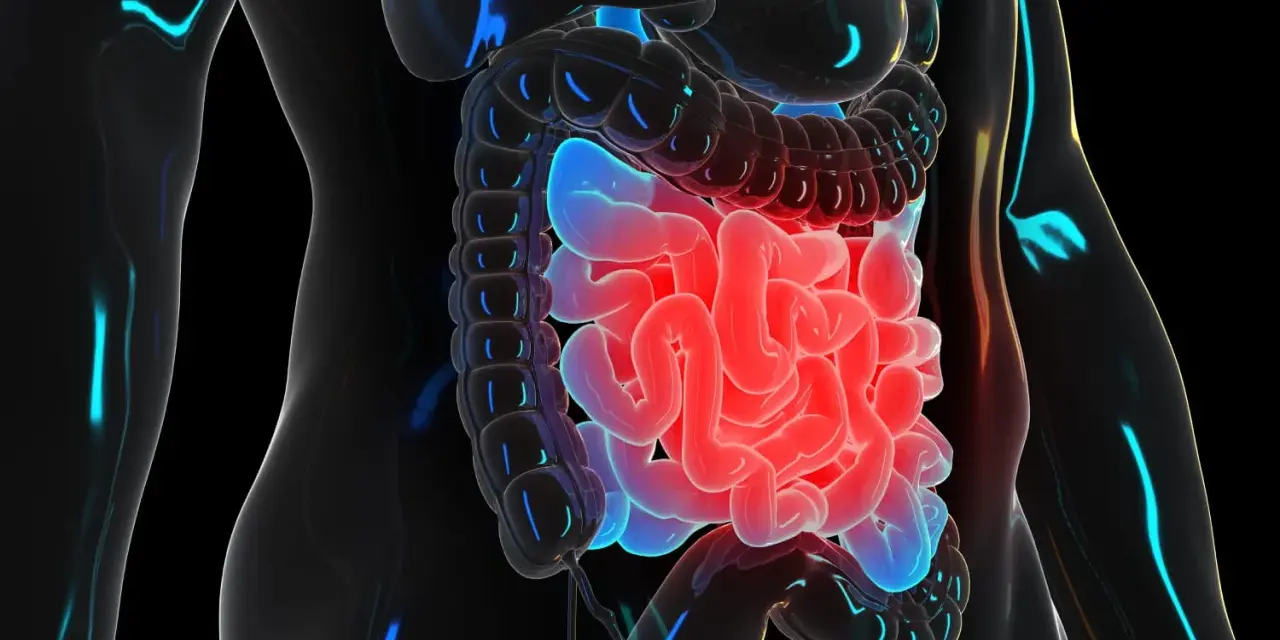 Illustration 3D du système digestif humain, montrant le transit intestinal. Les intestins sont illuminés en rouge et bleu.