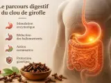 Le clou de girofle stimule la digestion, réduit les ballonnements et protège l'estomac. Illustration du système digestif humain.
