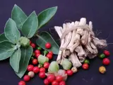 Plante d'ashwagandha avec ses baies rouges et vertes, et des racines séchées. L'ashwagandha bienfaits homme pour la vitalité.