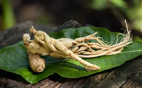 Racines de ginseng séchées sur une feuille verte, évoquant un ginseng effet immédiat pour la vitalité.