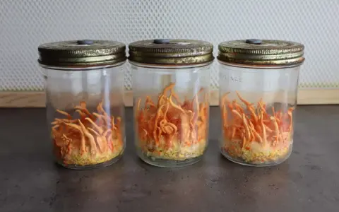 Trois bocaux en verre contiennent des cordyceps orange vif, prêts à révéler leurs bienfaits.