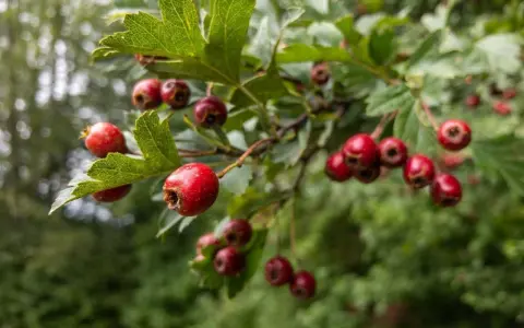 Grappe de fruits rouges d'aubépine, connus pour leurs bienfaits pour la santé. Les baies sont mûres sur la branche feuillue.