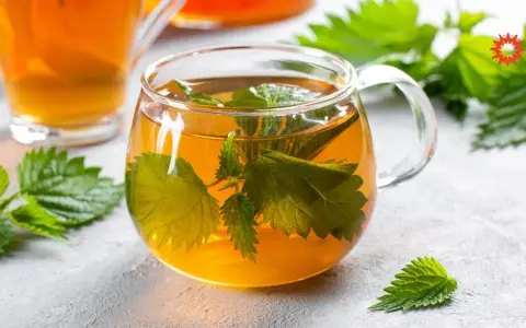 Une tasse de tisane d'ortie, aux feuilles vertes infusées dans un liquide ambré. Attention, la tisane ortie danger peut survenir si mal préparée.