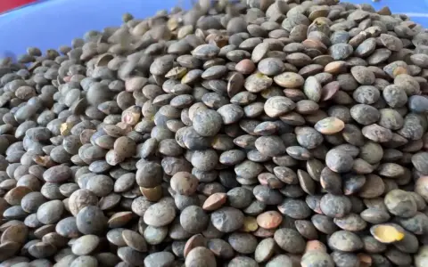 Un tas de lentilles vertes, prêtes à être cuisinées pour profiter de leurs nombreux bienfaits.