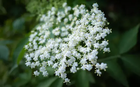 Gros plan sur des grappes de fleurs de sureau blanches et délicates, leurs petites étoiles jaunes au centre se détachant sur un fond vert sombre.